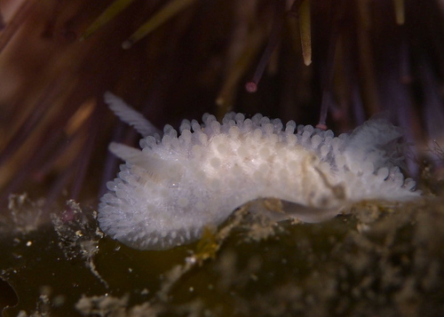 Fuzzy Onchidoris