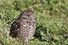 Athene cunicularia floridana