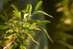 Citharexylum montevidense