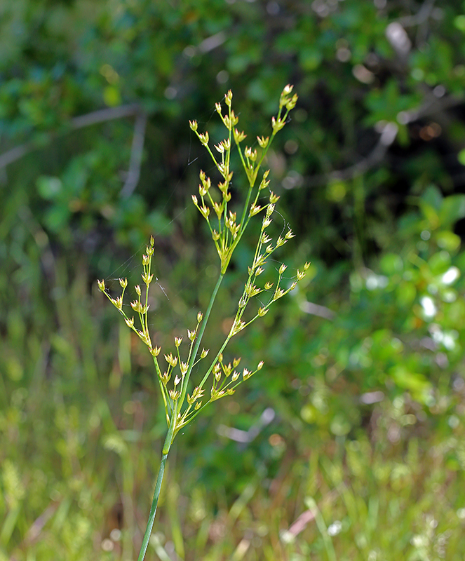 Juncus oxymeris