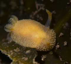 Acanthodoris pilosa