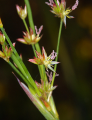 Juncus oxymeris