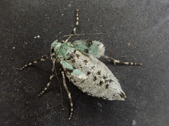 Operophtera rectipostmediana
