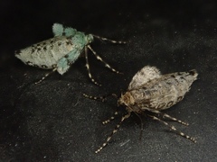 Operophtera rectipostmediana