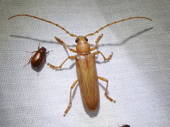 Atylostagma politum