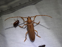Atylostagma politum