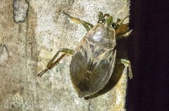 Nepomorpha