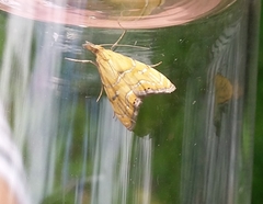 Glaucocharis auriscriptella