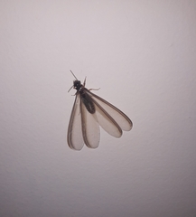 Pterygota