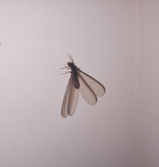 Pterygota
