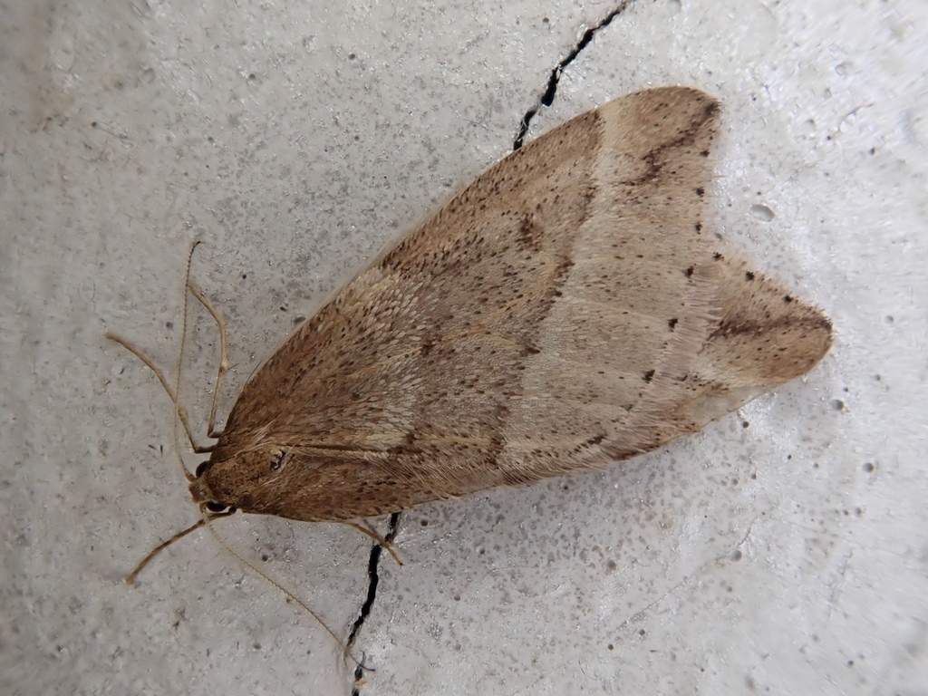 Inurois nikkoensis