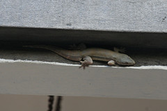 Hemidactylus platyurus