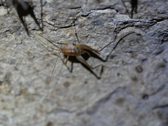 Ceuthophilus cunicularis