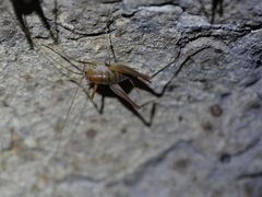 Ceuthophilus cunicularis