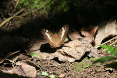 Tanaecia pelea