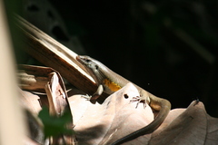 Eutropis multifasciata