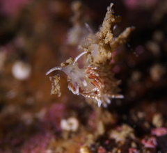 Rubramoena rubescens