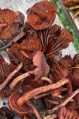 Cortinarius birkebakii