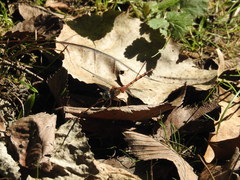 Sympetrum ambiguum