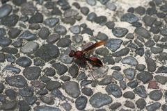 Polistes tenebricosus