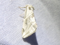 Plagiomimicus tepperi