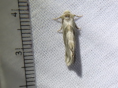 Plagiomimicus tepperi