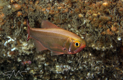 Optivus agastos