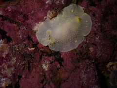Cadlina laevis