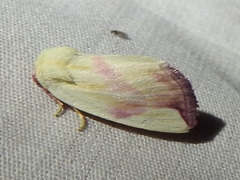 Thurberiphaga diffusa