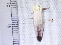 Thurberiphaga diffusa