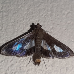 Diaphania praxialis