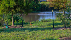 Dendrocygna autumnalis