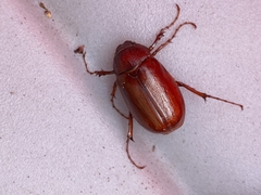 Phyllophaga