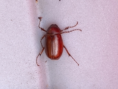 Phyllophaga