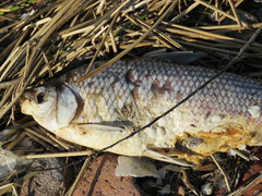Prochilodus lineatus
