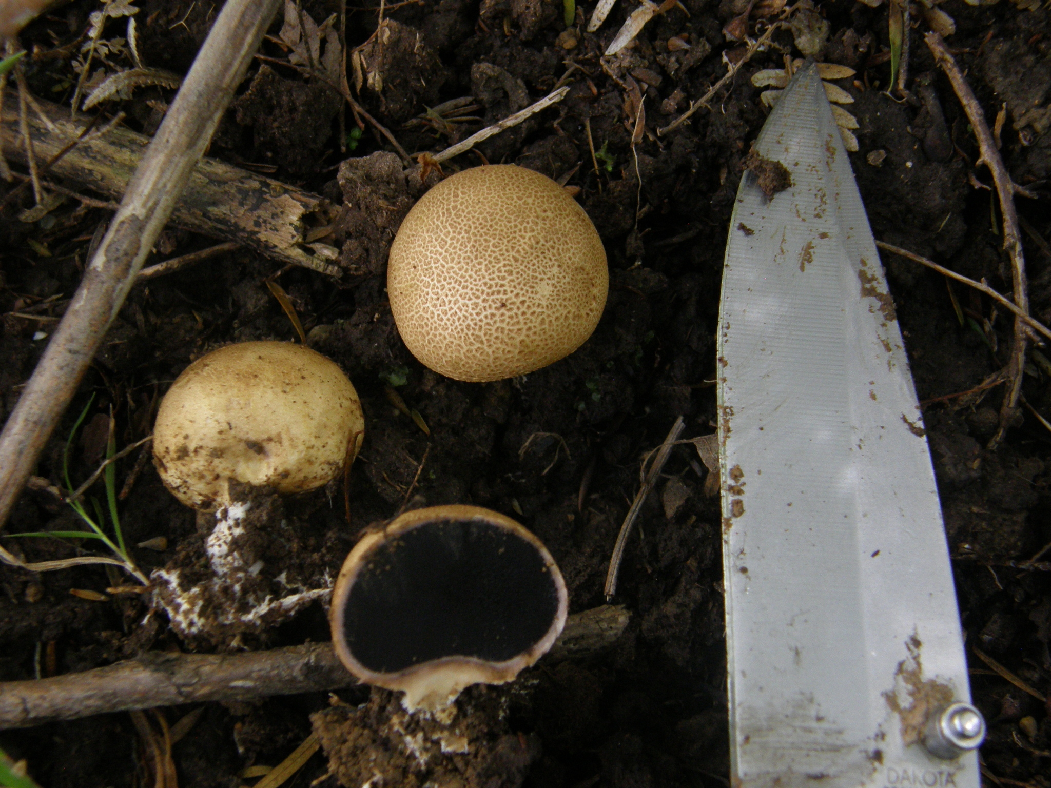 Scleroderma flavidum macrosporum