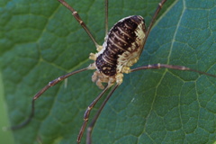 Odiellus aspersus