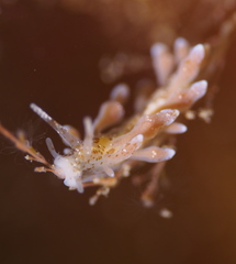 Eubranchus rupium