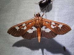 Phostria oajacalis