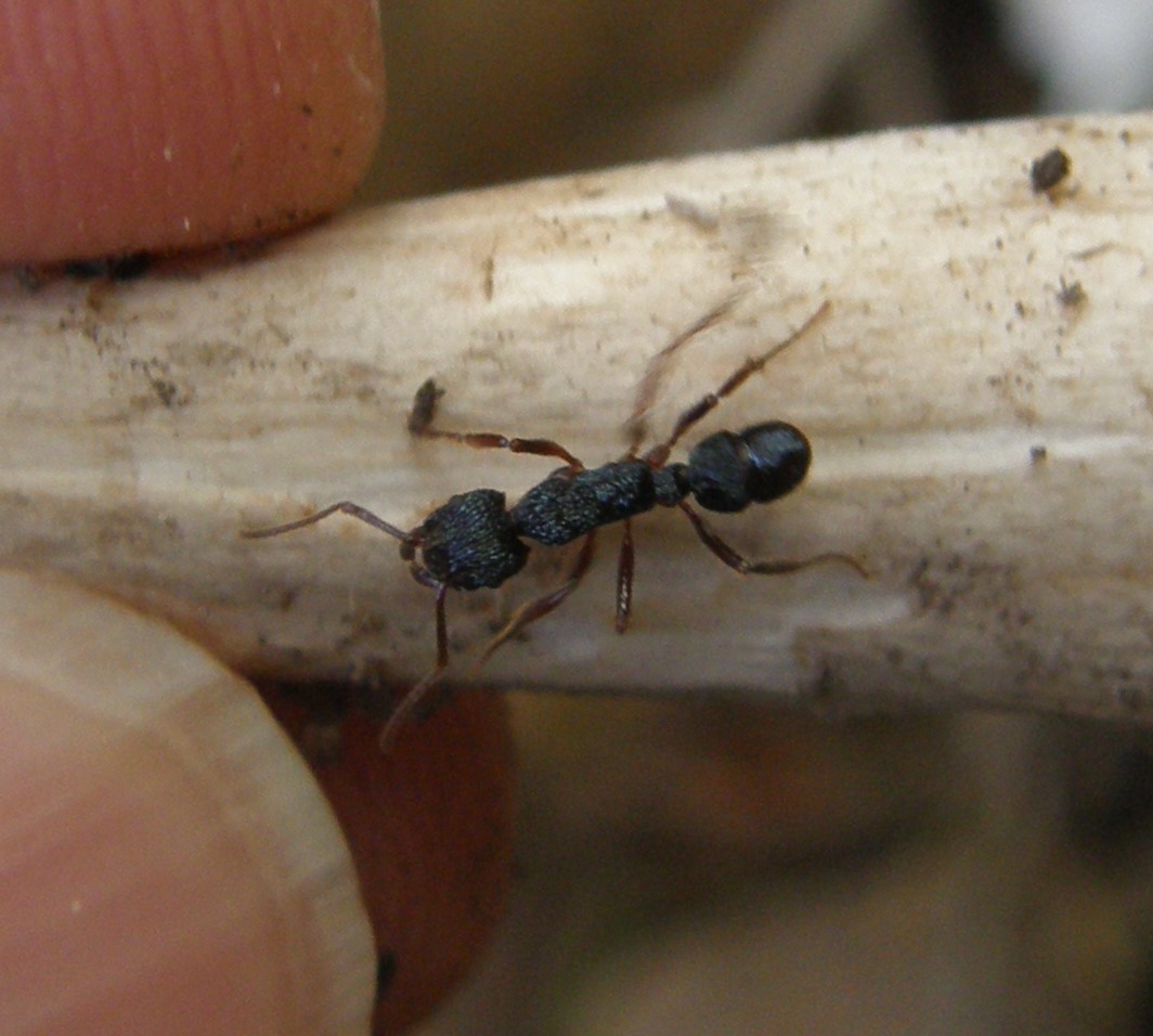 Rhytidoponera chalybaea