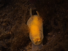 Acanthodoris pilosa