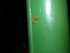 Dendropsophus nanus