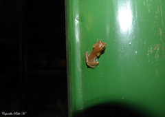 Dendropsophus nanus