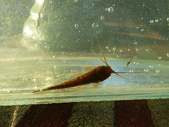 Callichthyinae