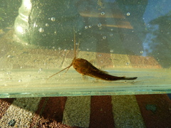 Callichthyinae