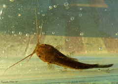 Callichthyinae