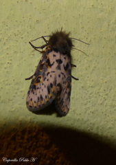Xanthopastis timais