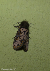 Xanthopastis timais
