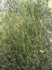 Austrostipa muelleri