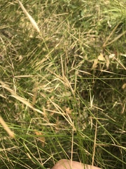 Austrostipa muelleri